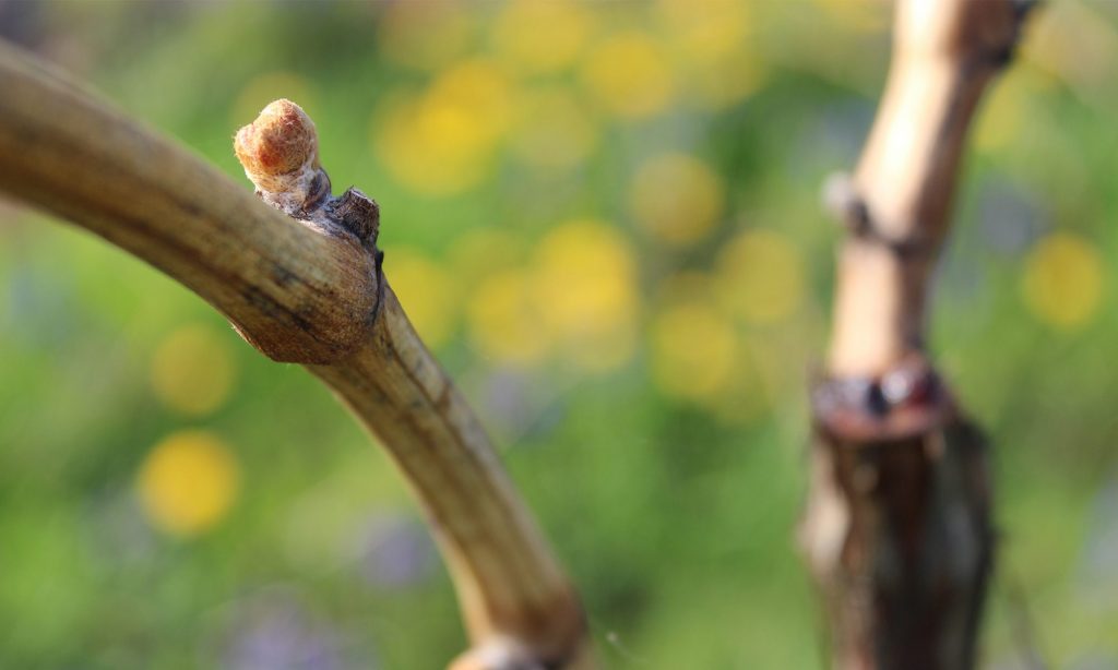 Foto 5 von Weingut Dobler