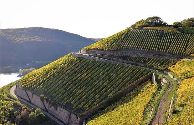 Foto 4 von Weingut Dr. Nägler