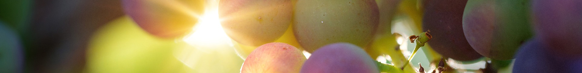 Weingut Erbes