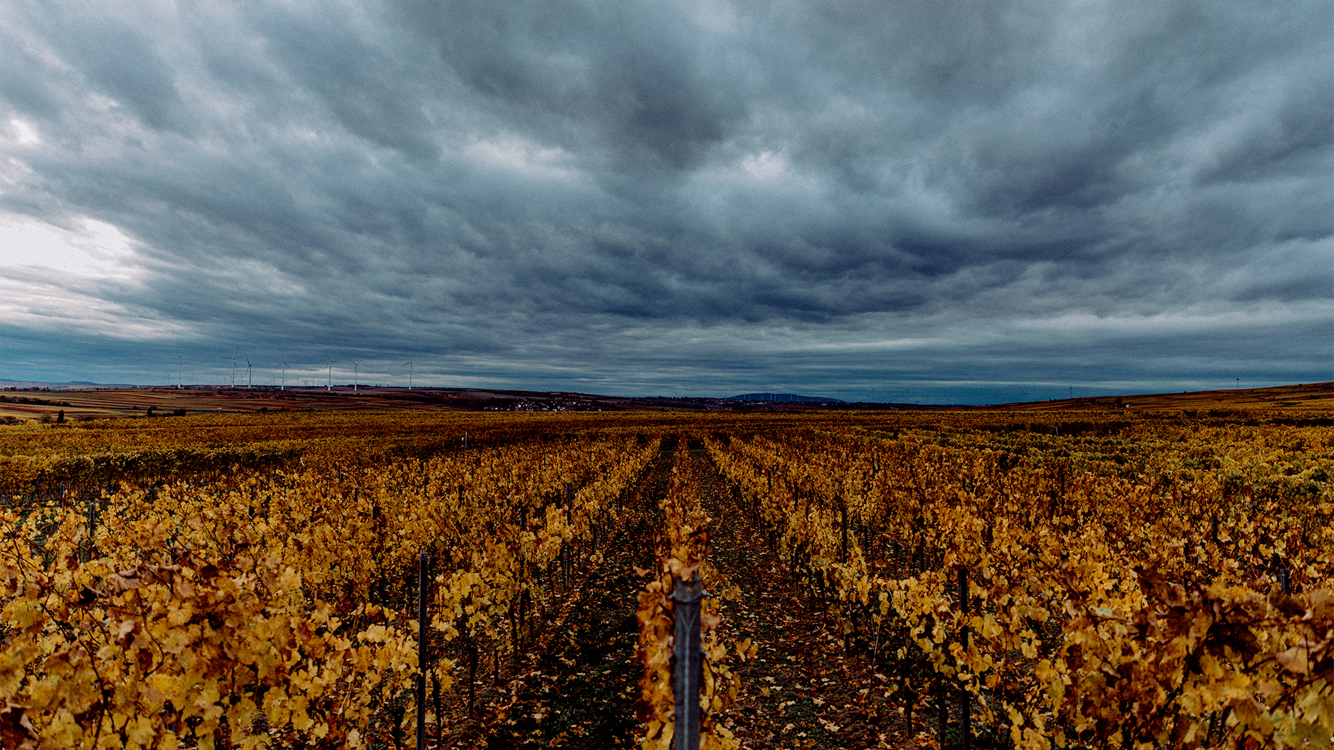 Foto 6 von Weingut Ernst Fauth