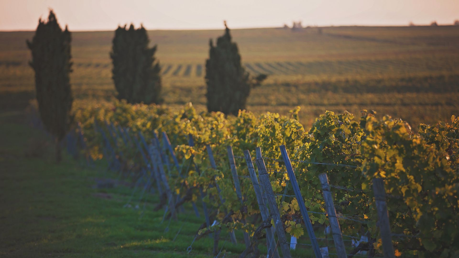 Foto 4 von Weingut Ernst Fauth