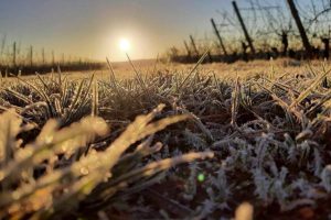 Foto 7 von Weingut Espenhof
