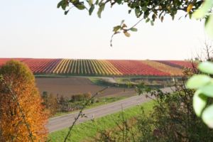 Weingut Eugen Volz & Sohn GdbR