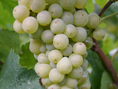 Foto 3 von Weingut Eugen Volz & Sohn GdbR