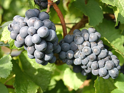 Foto 8 von Weingut Eugen Volz & Sohn GdbR