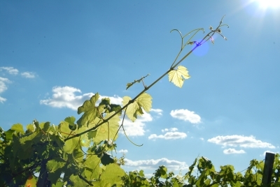 Foto 6 von Weingut Eugen Volz & Sohn GdbR