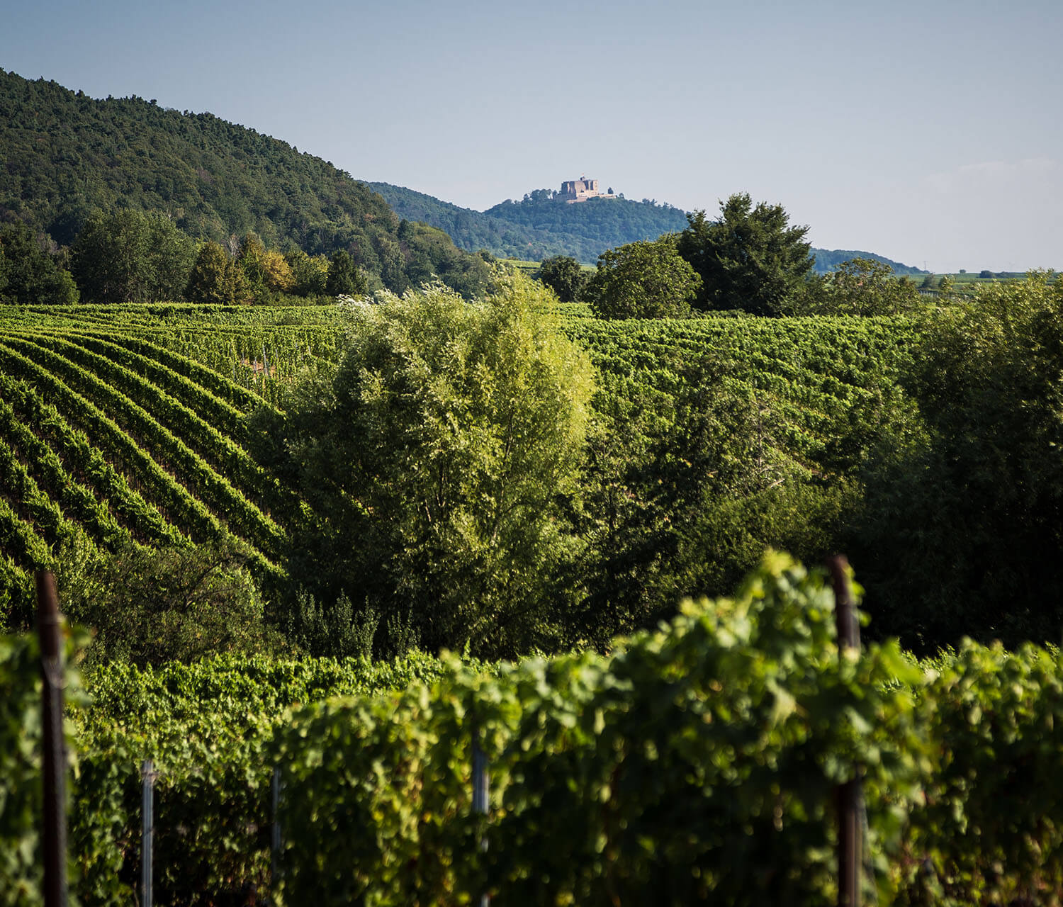Foto 4 von Weingut Fader