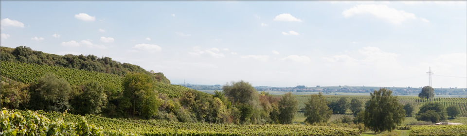 Foto 4 von Weingut Feindel - Anselmann