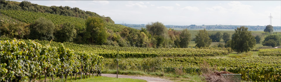 Foto 3 von Weingut Feindel - Anselmann
