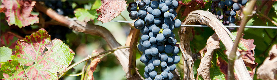 Foto 2 von Weingut Feindel - Anselmann