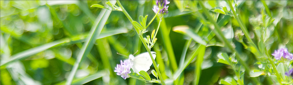 Foto 6 von Weingut Feindel - Anselmann