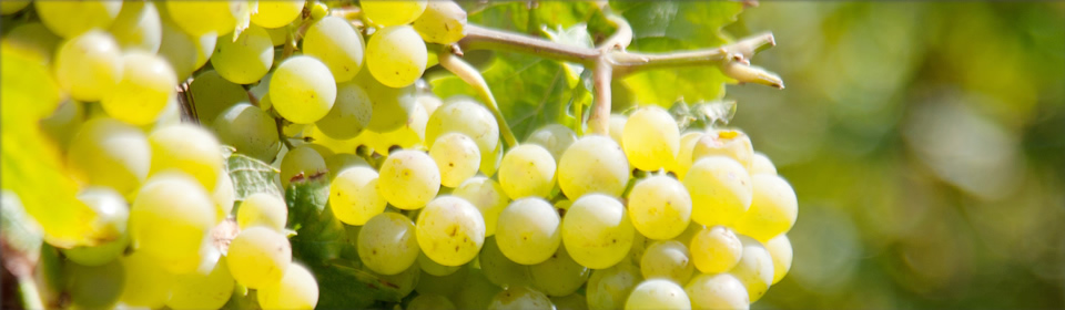 Foto 1 von Weingut Feindel - Anselmann