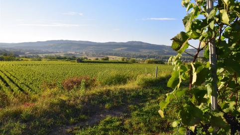 Foto 1 von Weingut Felix und Kilian Hunn