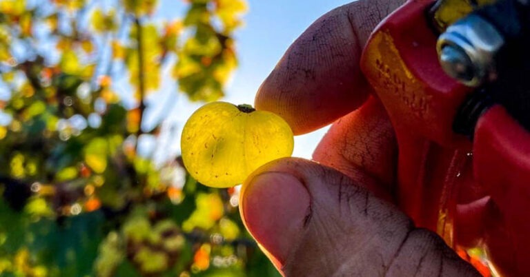 Foto 2 von Weingut Felshof