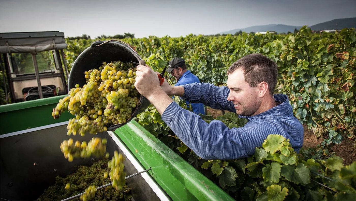 Weingut Ferckel