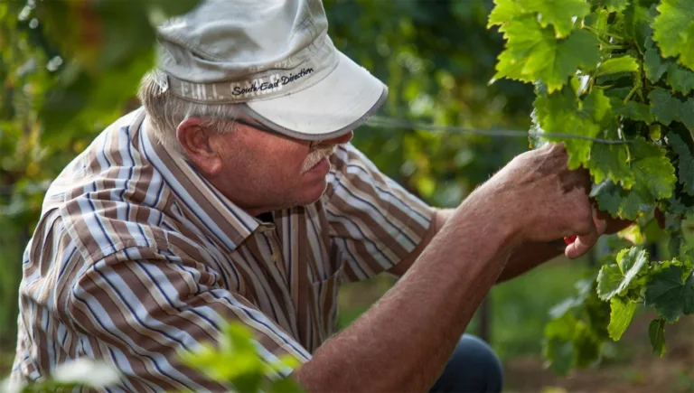 Foto 6 von Weingut Ferckel
