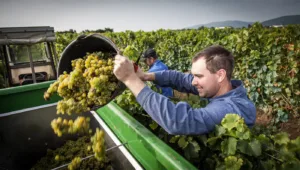 Foto 2 von Weingut Ferckel
