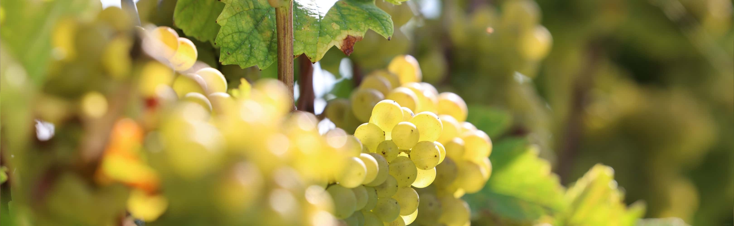 Foto 1 von Weingut Ferd. Pieroth