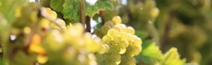 Foto 2 von Weingut Ferd. Pieroth
