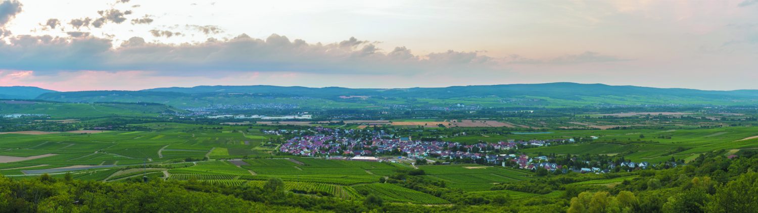 Foto 3 von Weingut Feser