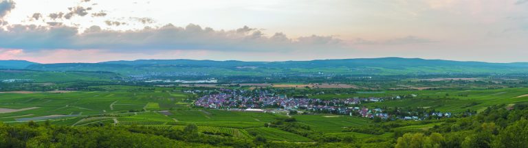 Foto 1 von Weingut Feser
