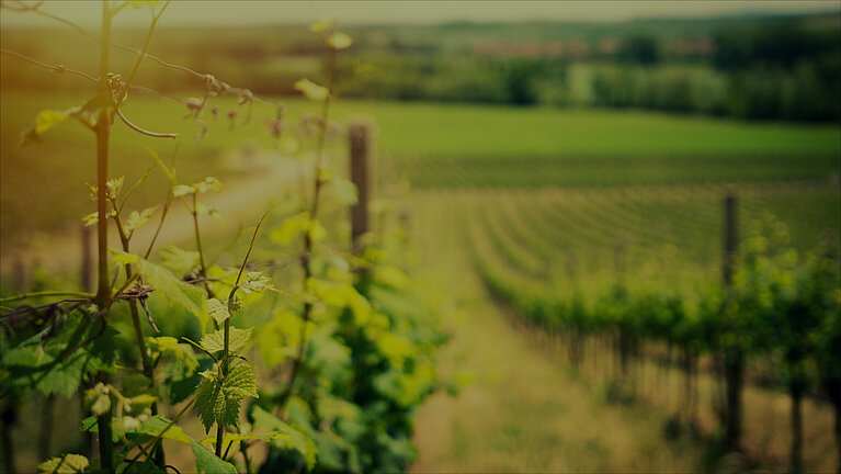 Foto 6 von Weingut Forsthof