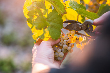 Foto 4 von Weingut Forstmeister Geltz-Zilliken