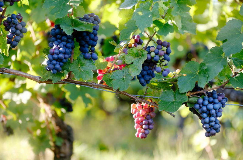 Foto 1 von Weingut Frank Schmidt