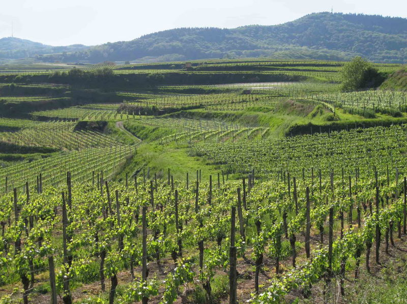 Foto 2 von Weingut Frank Schmidt
