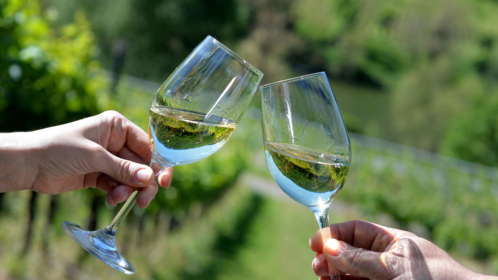 Foto 5 von Ferienweingut Johann Hommes