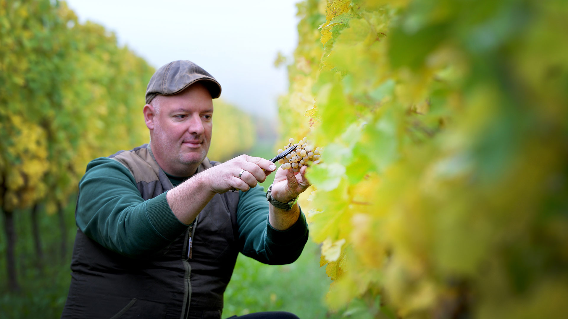 Foto 4 von Ferienweingut Johann Hommes