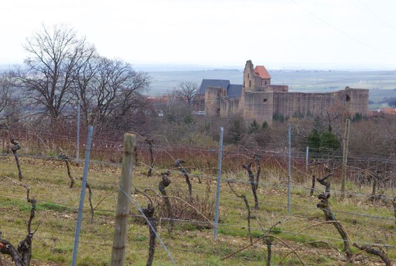 Foto 6 von Weingut Franz Nippgen