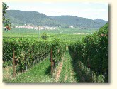 Foto 2 von Weingut Franz Weber und Sohn