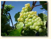 Foto 3 von Weingut Franz Weber und Sohn
