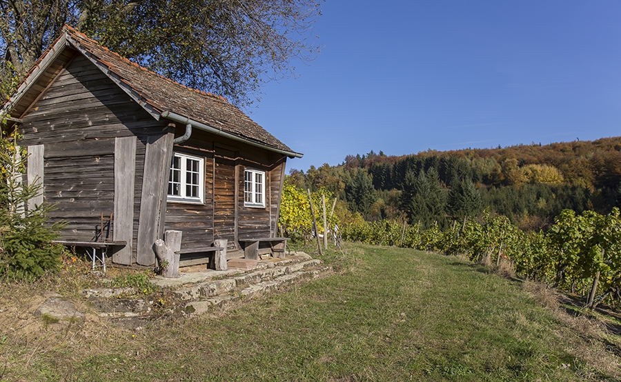Foto 3 von Weingut Freiherr Roeder von Diersburg