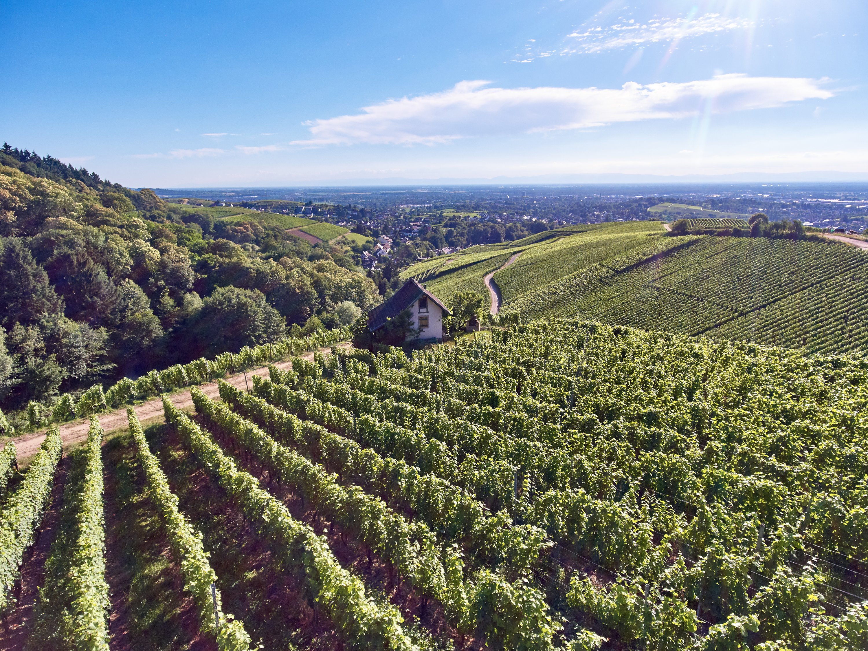 Фото 3 з Weingut Freiherr von und zu Franckenstein