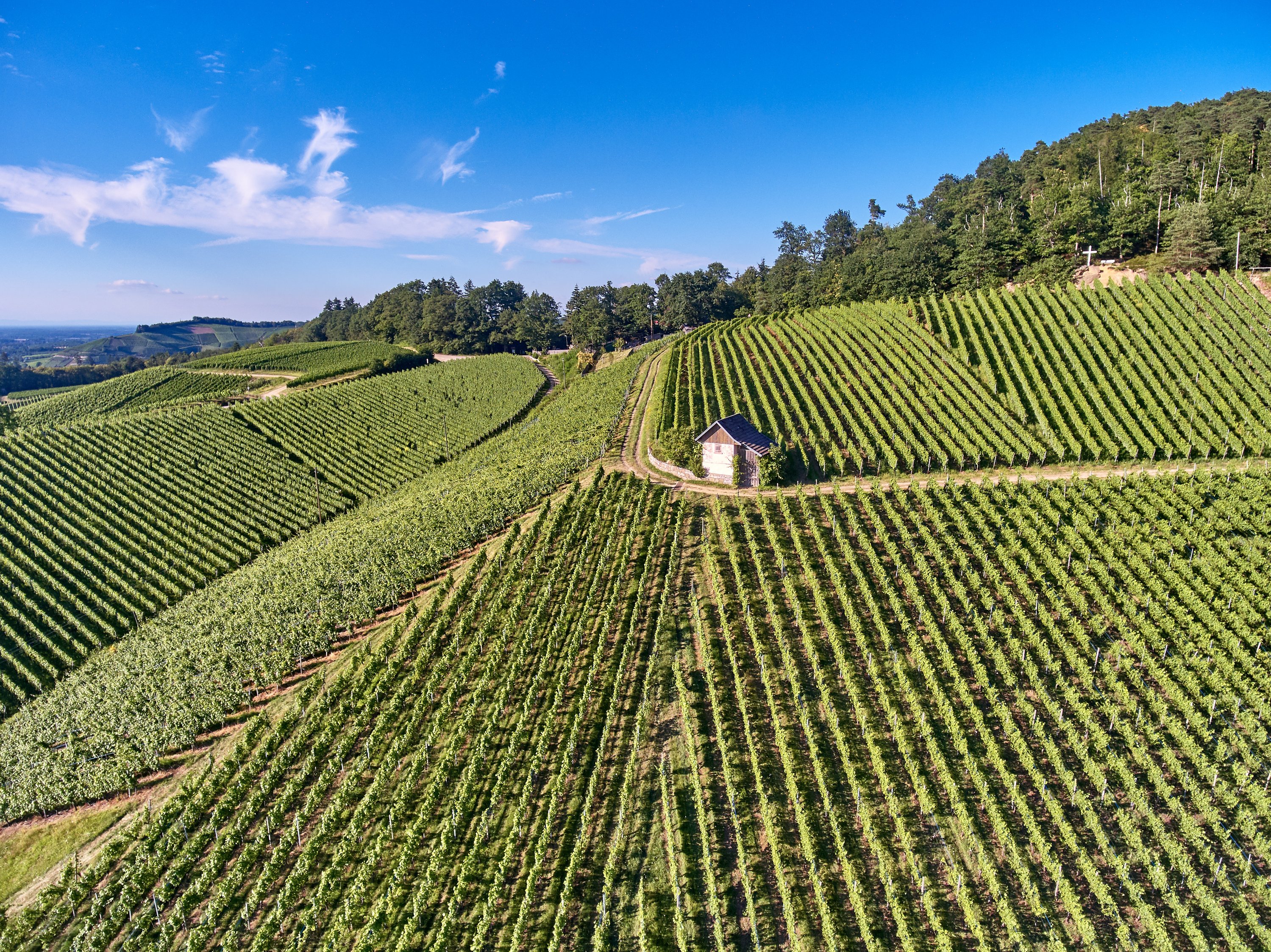 Фото 2 з Weingut Freiherr von und zu Franckenstein