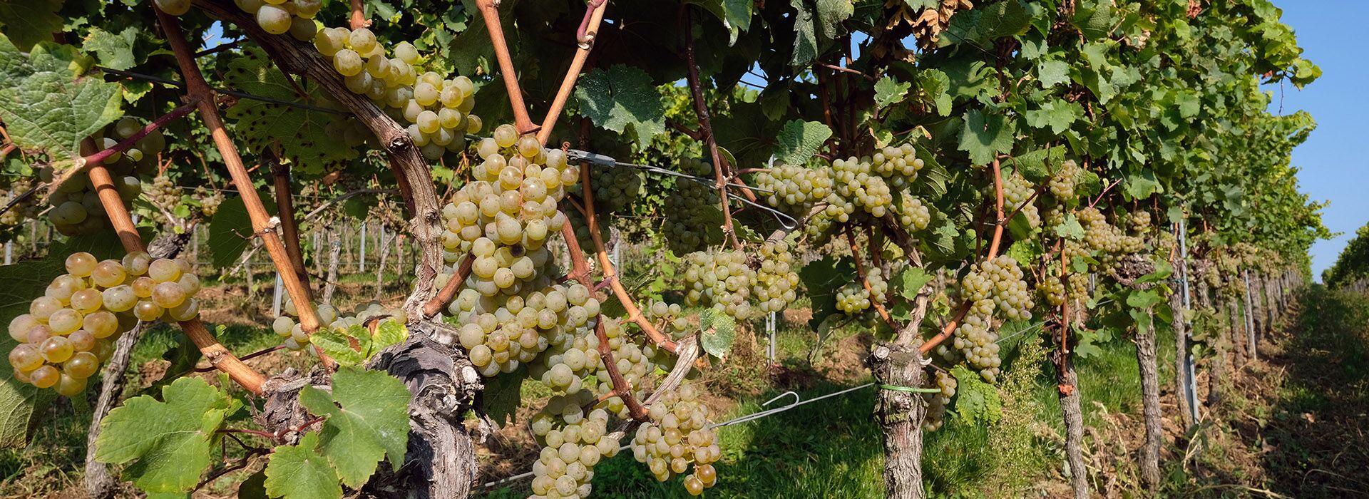 Weingut Frey