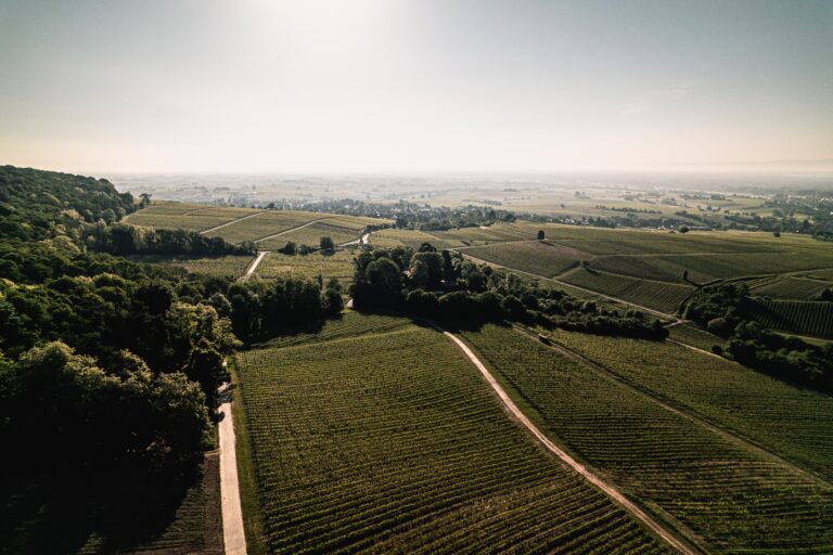 Foto 3 von Weingut Friedrich Becker