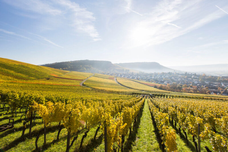 Foto 4 von Weingut Friedrich Zimmerle