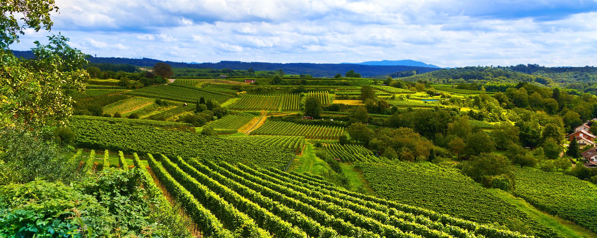 Foto 3 von Weingut Fritz Waßmer