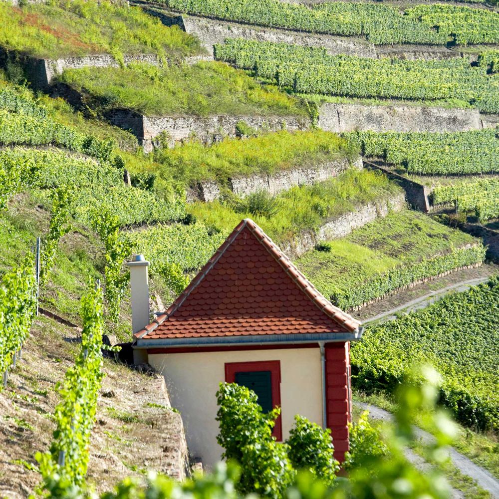 Foto 7 von Weingut Fürst Löwenstein