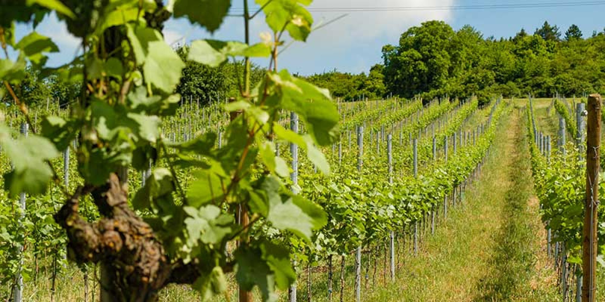 Foto 2 von Weingut Fürst Löwenstein