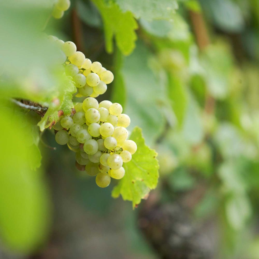 Foto 6 von Weingut Fürst Löwenstein