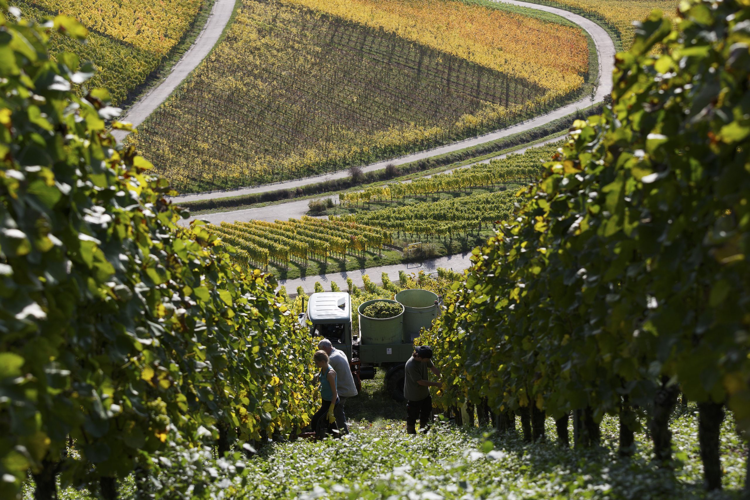 Foto 2 von Weingut Gebr. Geiger jun.