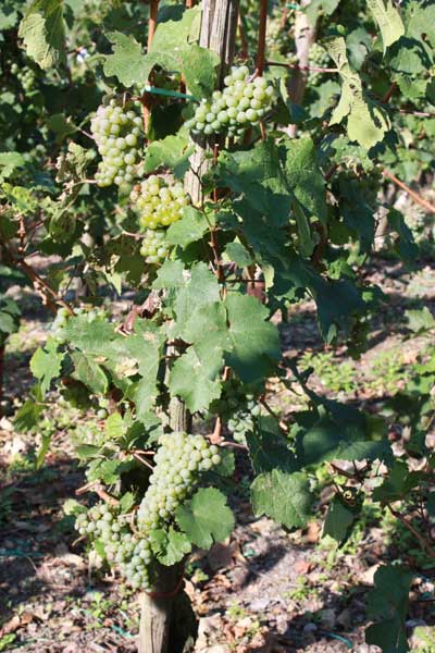 Foto 7 von Ferienweingut Matthiashof