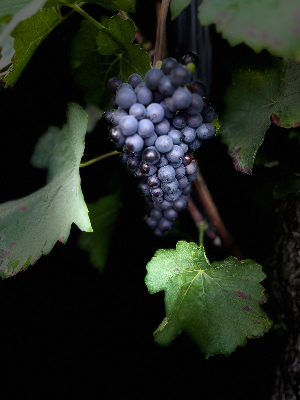 Weingut Gebrüder Steffes