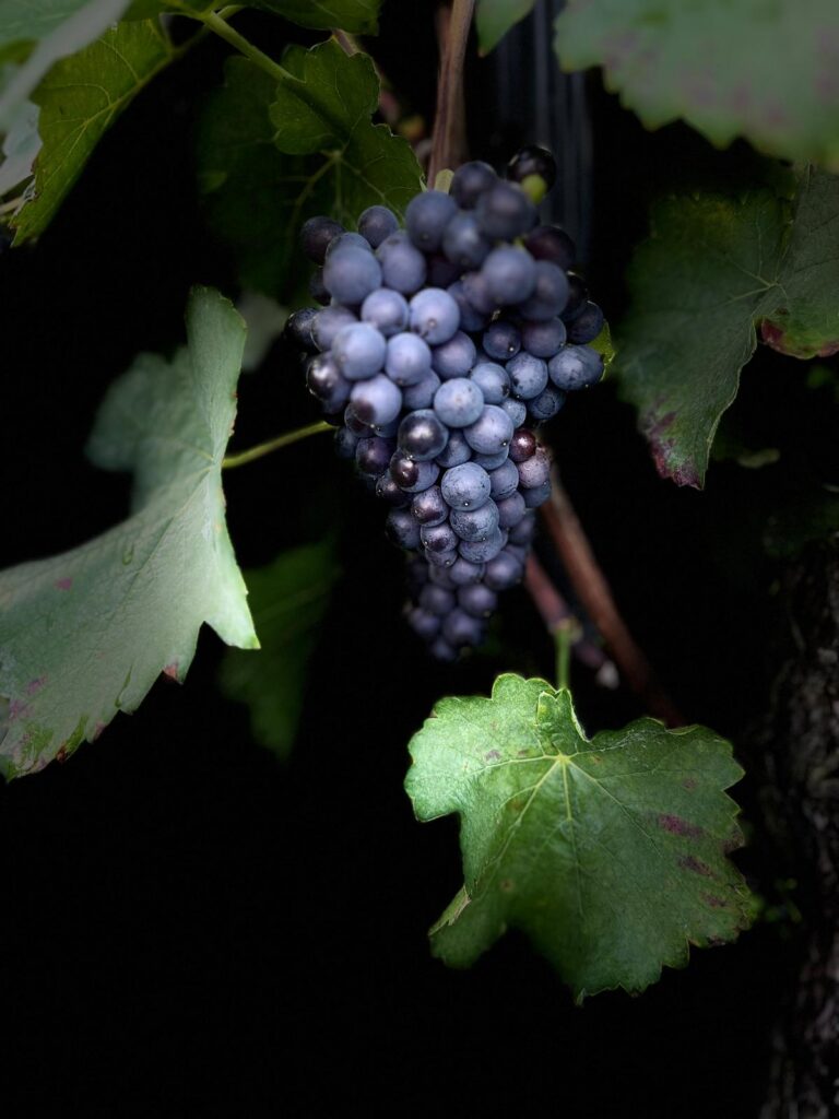 Фото 3 из Weingut Gebrüder Steffes