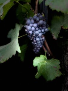 Фото 2 из Weingut Gebrüder Steffes