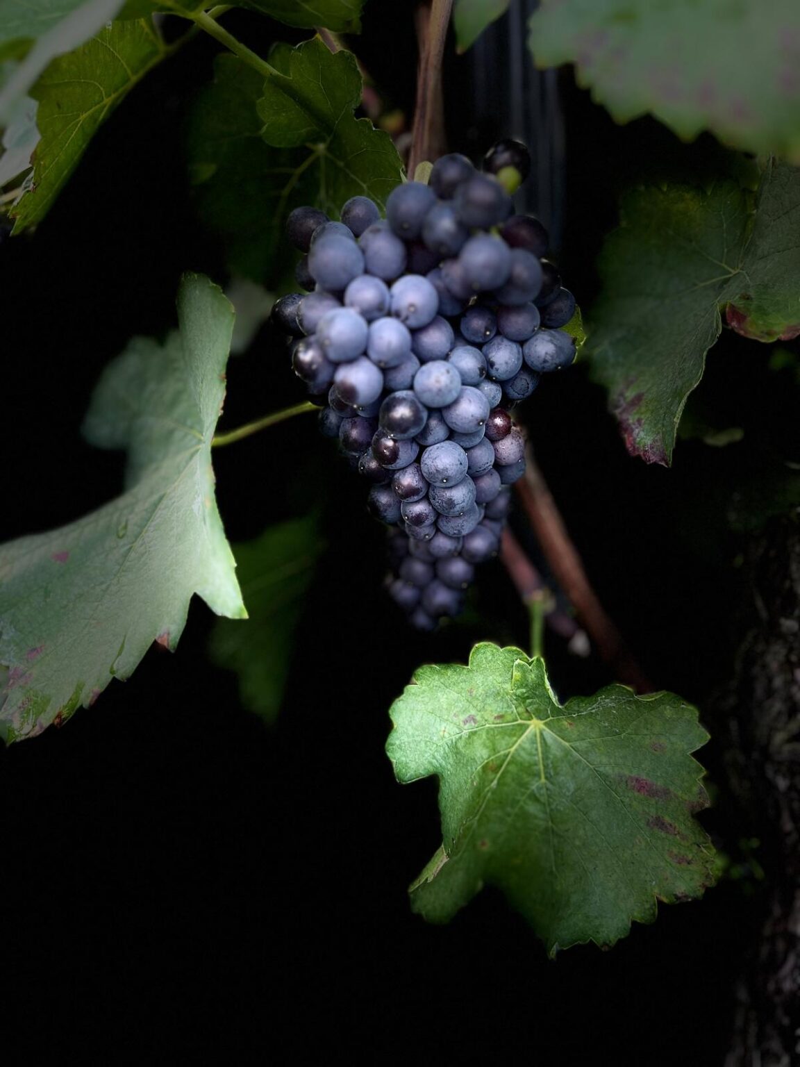 Фото 4 из Weingut Gebrüder Steffes